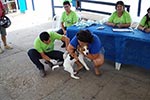 Campanha de Vacinação 2013 - Medicina Veterinária