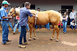 Visita técnica Rancho TA Quarto de Milha - Medicina Veterinária