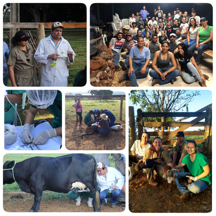 Dia de Campo Veterinária - Fazenda Santa Rita Hidrolândia/GO