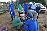 Dia de Campo Gameleira de Goiás - Medicina Veterinária
