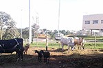 Clínica Veterinária - HVet