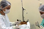 Campanha de Castração 2015.1 - Hospital Veterinário