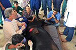 Semana Acadêmica de Medicina Veterinária - OBVet